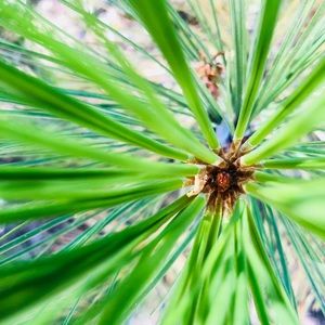 Meet your Posher, Sarsarah